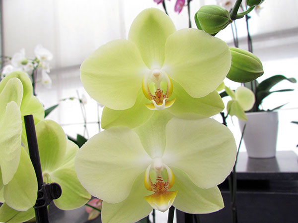 Phalaenopsis orchidee