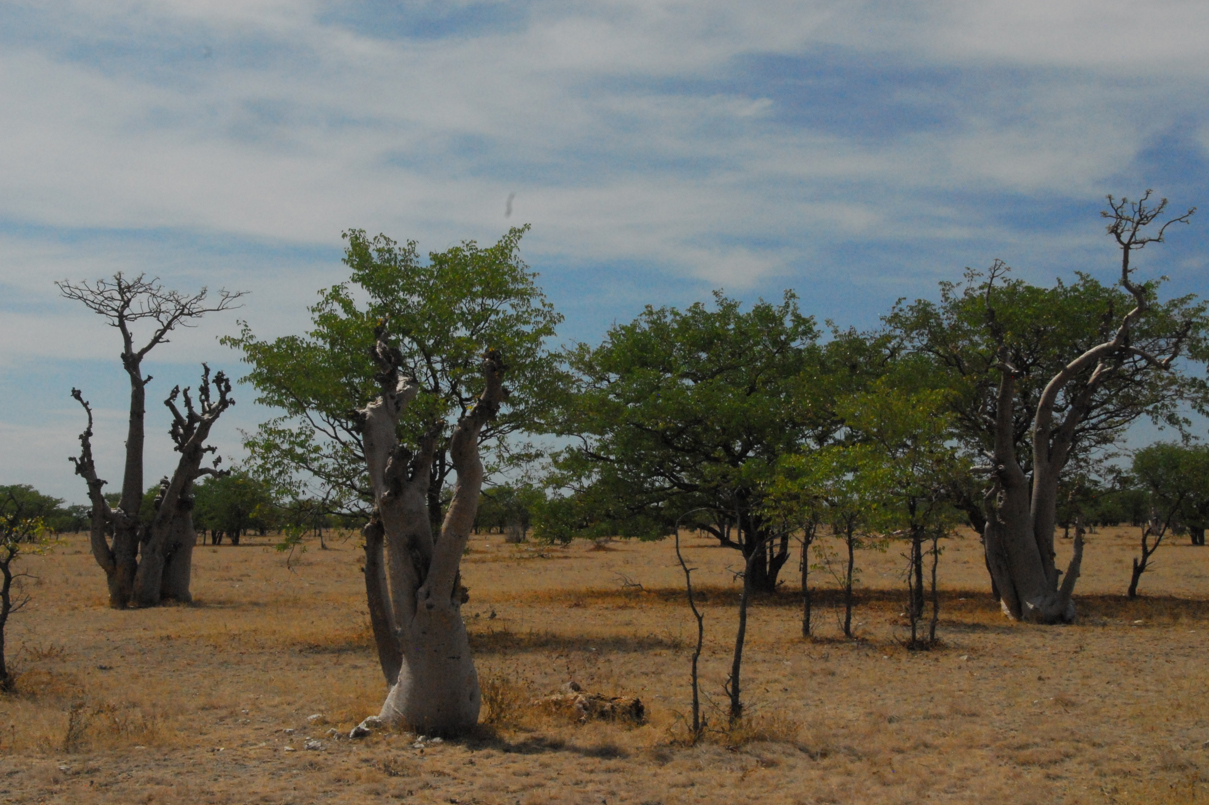 Moringa ovalifolia in Etosha, Namibia