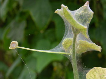 spintmijten op een plantenscheut