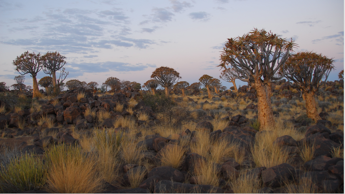 Kokerboombos bij Keetmanshoop, Namibia
