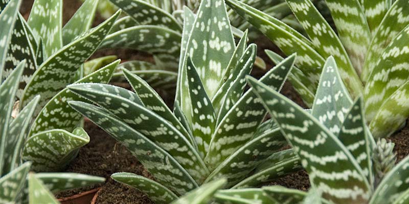 routine steeg Silicium Grusonia: een succulentengroep: Aloe